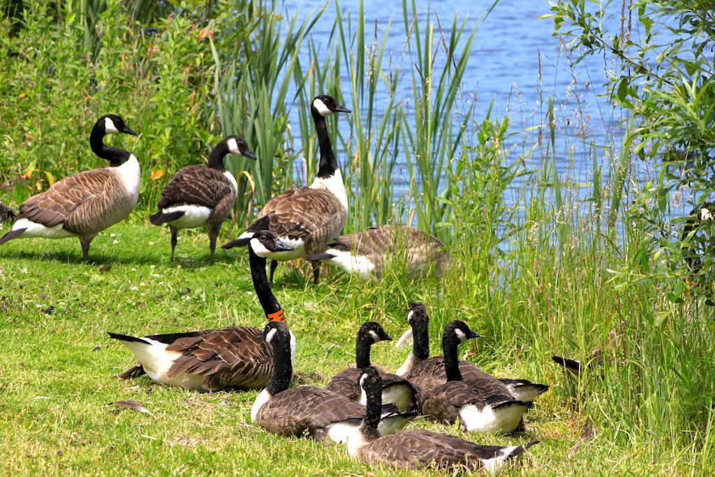 Lake Pochard Holiday Lodges South Cerney Habitación foto
